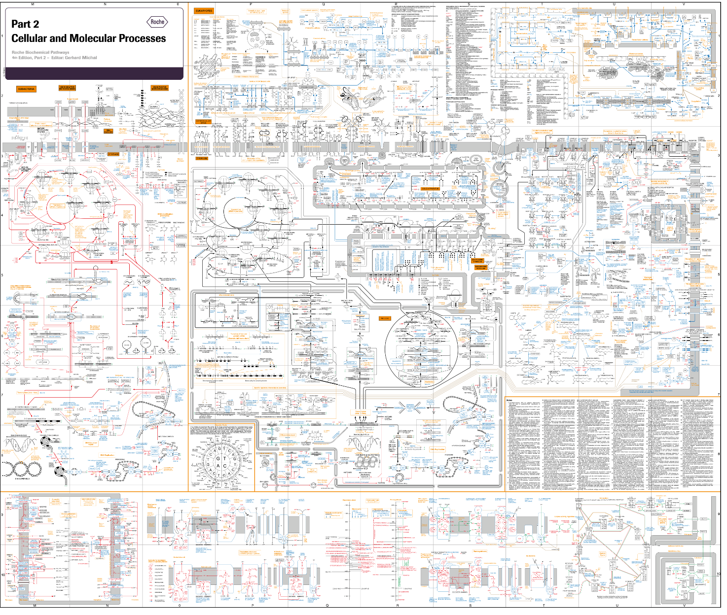 Cell Process Map Neurons Are Not Transistors